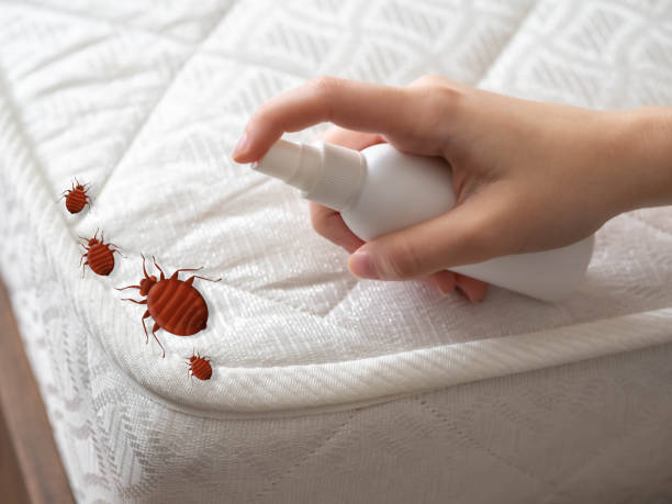 Best Flea Control Services  in Jones Creek, TX