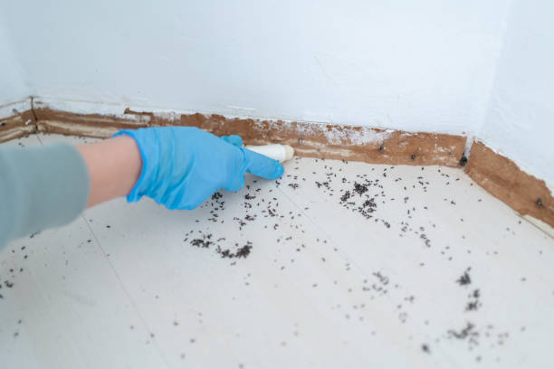 Best Pest Removal Services  in Jones Creek, TX